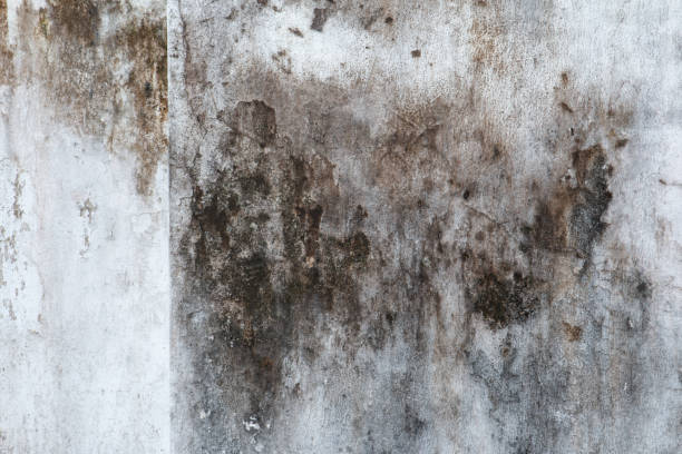 Best Forensic Mold Investigation  in Southmont, PA