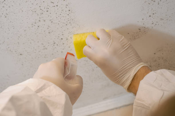 Best Post-Construction Mold Inspection  in Southmont, PA