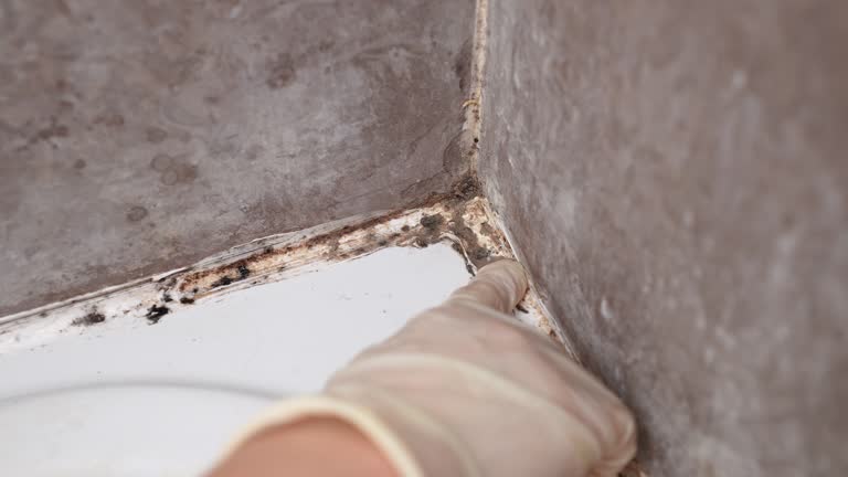 Reliable Southmont, PA Mold Removal Solutions